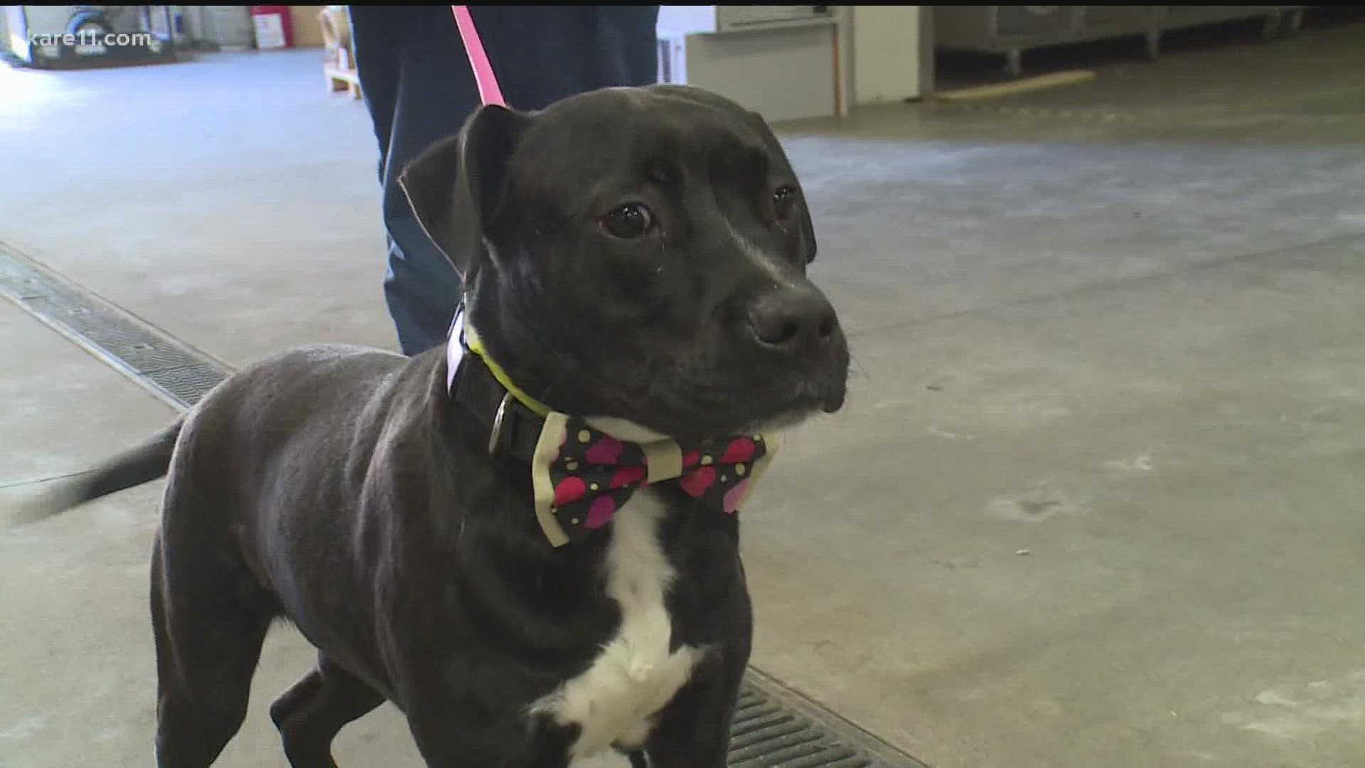 Sir Darius Brown makes bow ties for dogs and cats in shelters to make them more appealing.