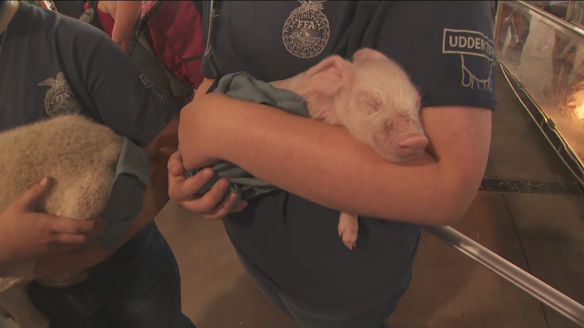 It's a favorite destination for fairgoers every year at the Minnesota State Fair.