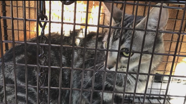 Animal rescues work with city to address cat colonies in Brooklyn Park neighborhood