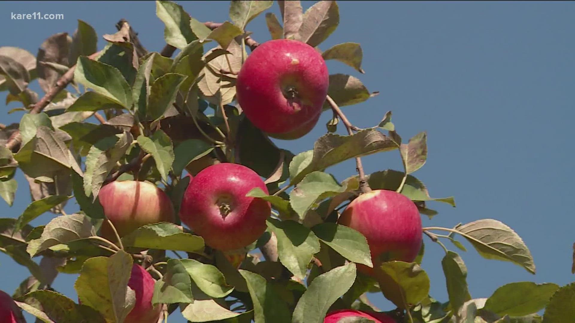 The national labor shortage is also impacting Minnesota apple orchards. An orchard in Delano is down about 50 employees.