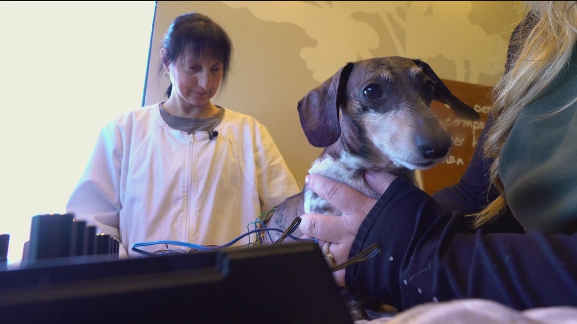 How does dog acupuncture work?