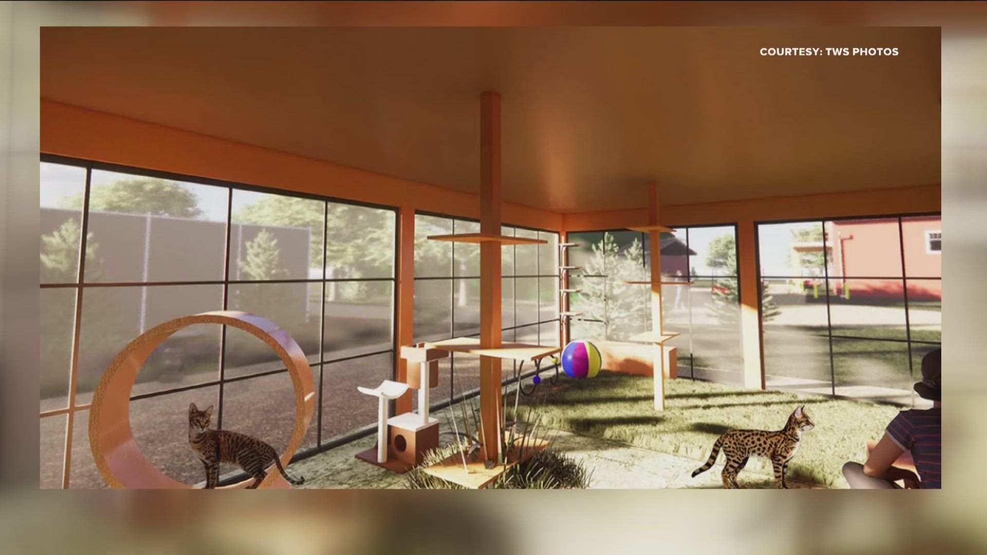 Sandstone wildcat sanctuary to break ground on catio town