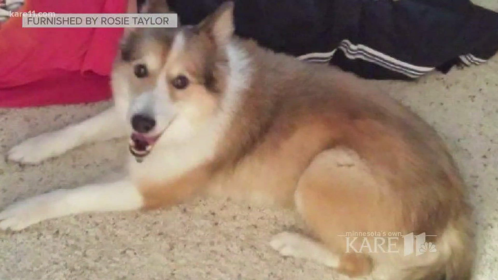 Another family recounts missing dog incident at groomer