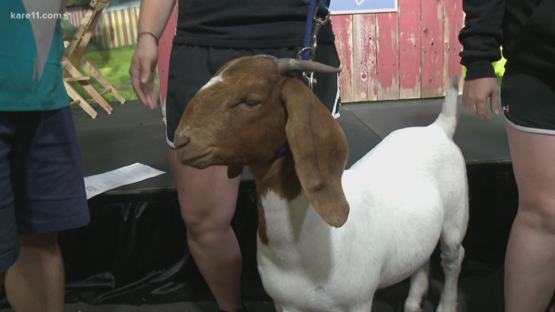 Some 4Hers brought their goats to the KARE 11 Barn at the Minnesota State Fair. https://kare11.tv/2P64lzx