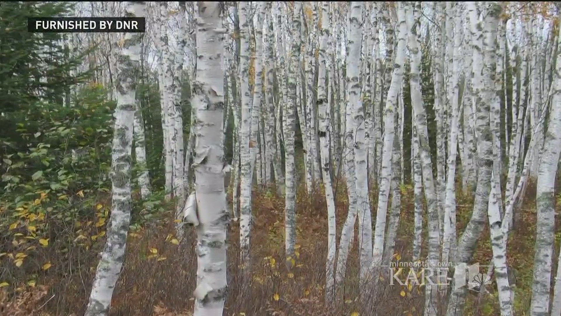 Growing crime: Smugglers uprooting birch trees in northern Minnesota