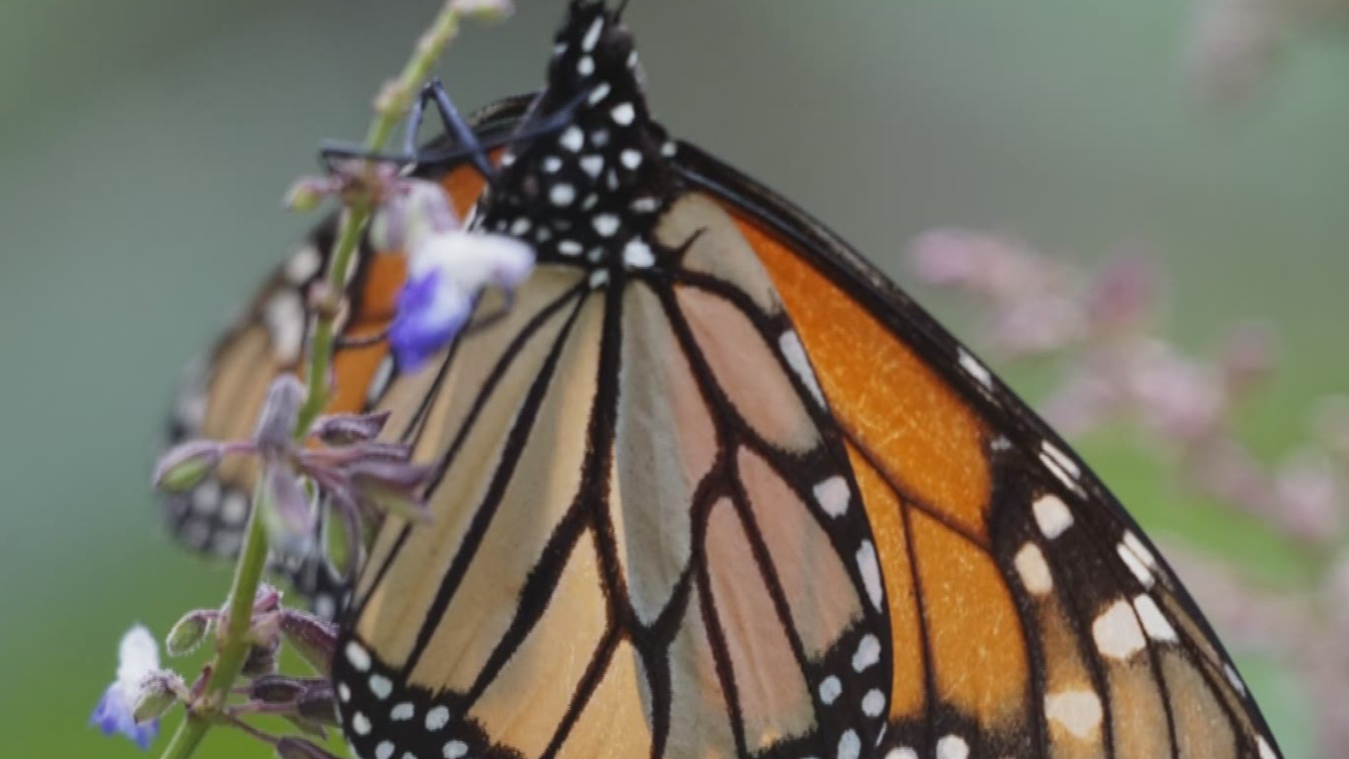 It's called the Monarch Monitoring Blitz. Citizen scientists can help make valuable observations about the monarch butterfly population. Sven Explains how you can get involved.