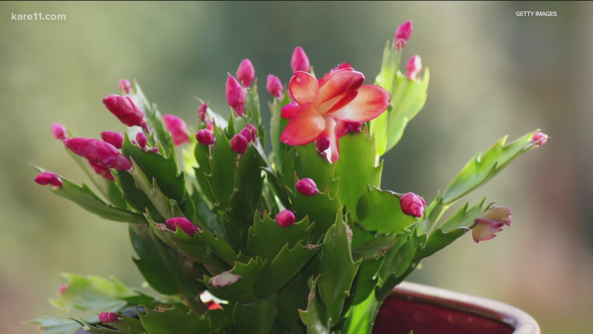 Bobby and Laura have tips on how to grow and care for your holiday cactus, no matter if it's an Easter, Thanksgiving or Christmas cactus.