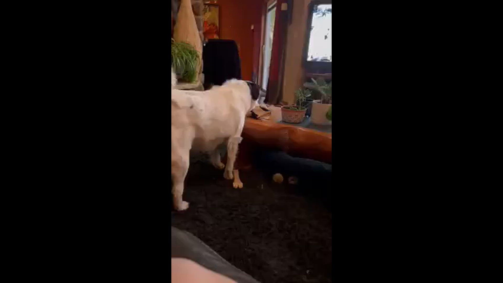 Kirby howls while the Wolves play
Credit: Kelli (dog mom)