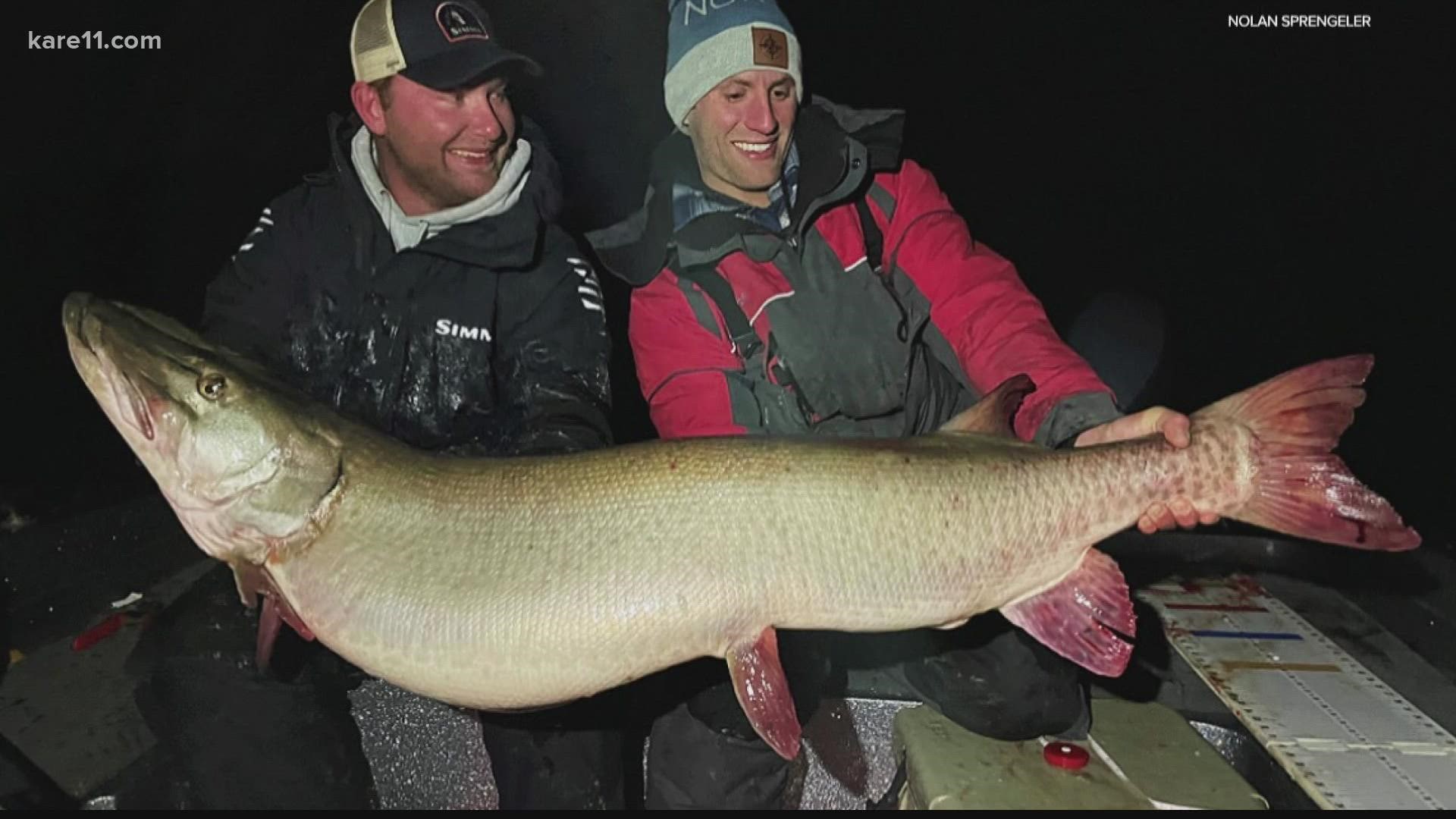 Nolan Sprengeler of Plymouth landed a muskie Monday night that tipped the scales at 55 pounds, 14.8 ounces, likely landing him in the Minnesota record book.