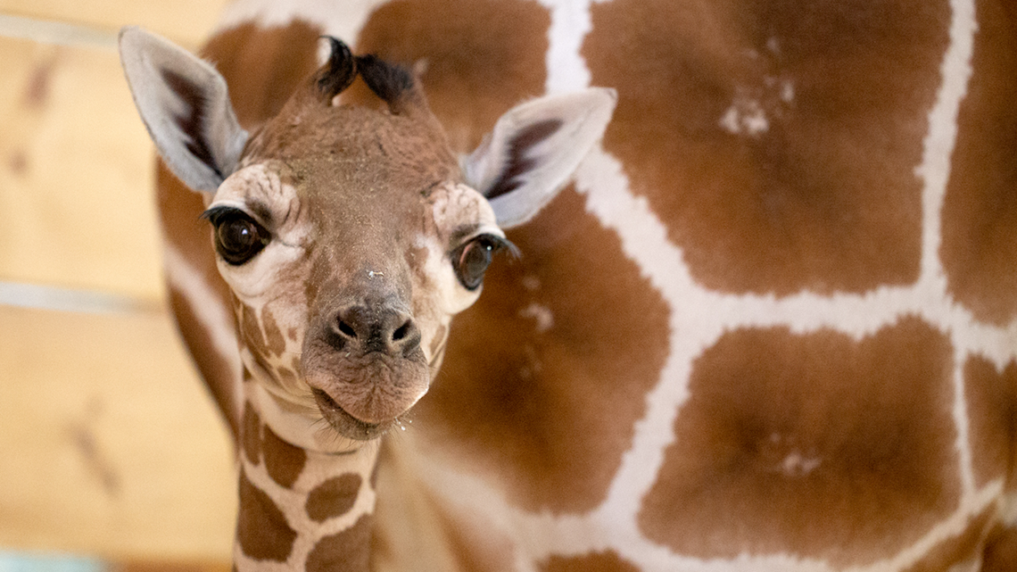 baby giraffe close up