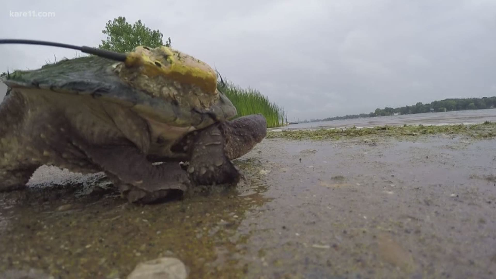 A three-year study on three types of turtles on Medicine Lake involving Three Rivers Park District and Students from the University of St. Thomas is complete. https://kare11.tv/2w1uusk