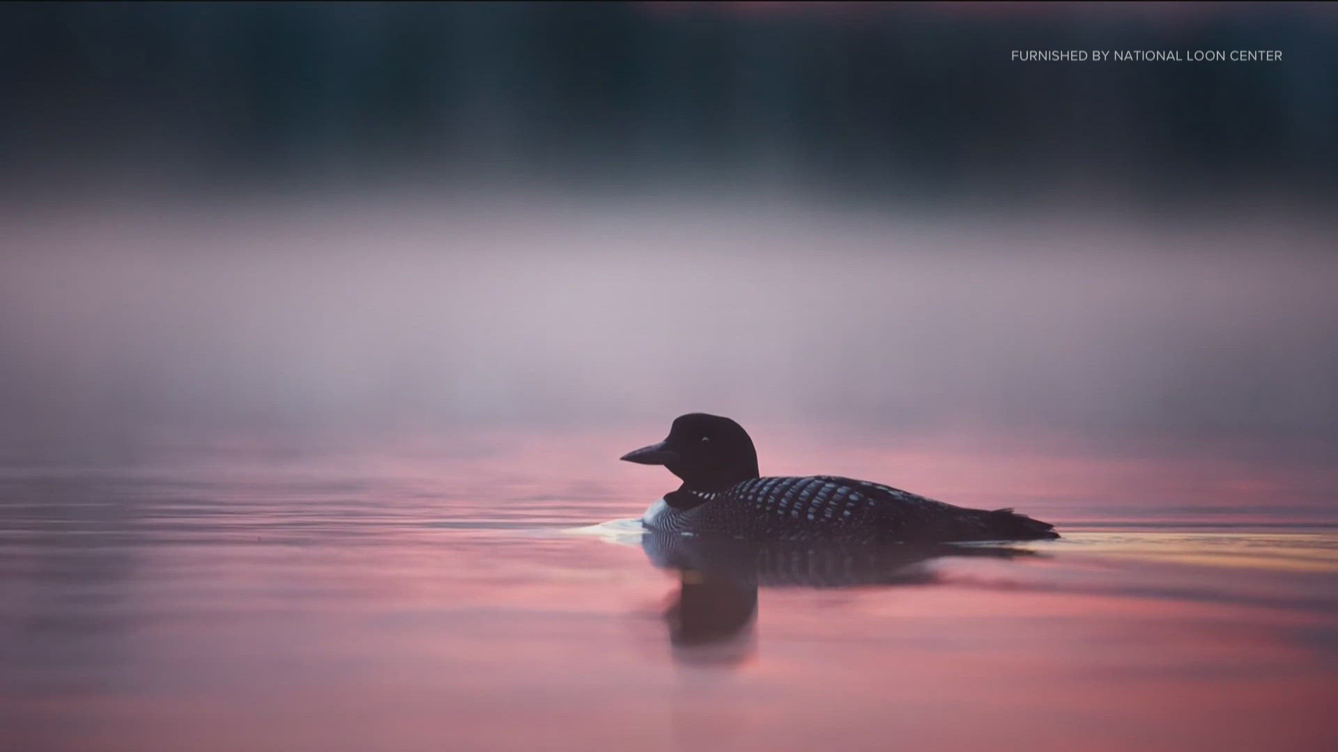 According to Minnesota Pollution Control, an estimated 25 percent of adult loons die from lead poisoning.