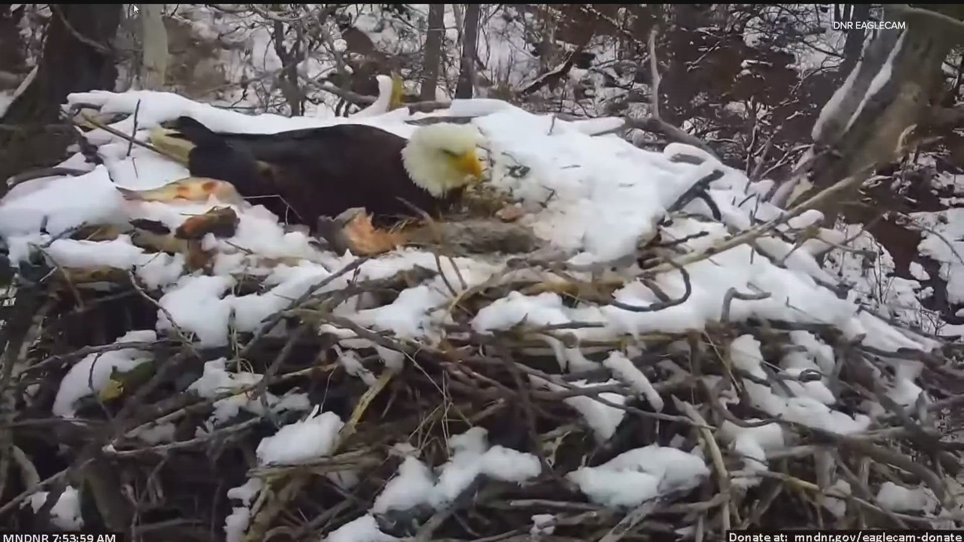 The Minnesota DNR announced the end of chick season since the chances of the female eagle laying another egg are very slim.
