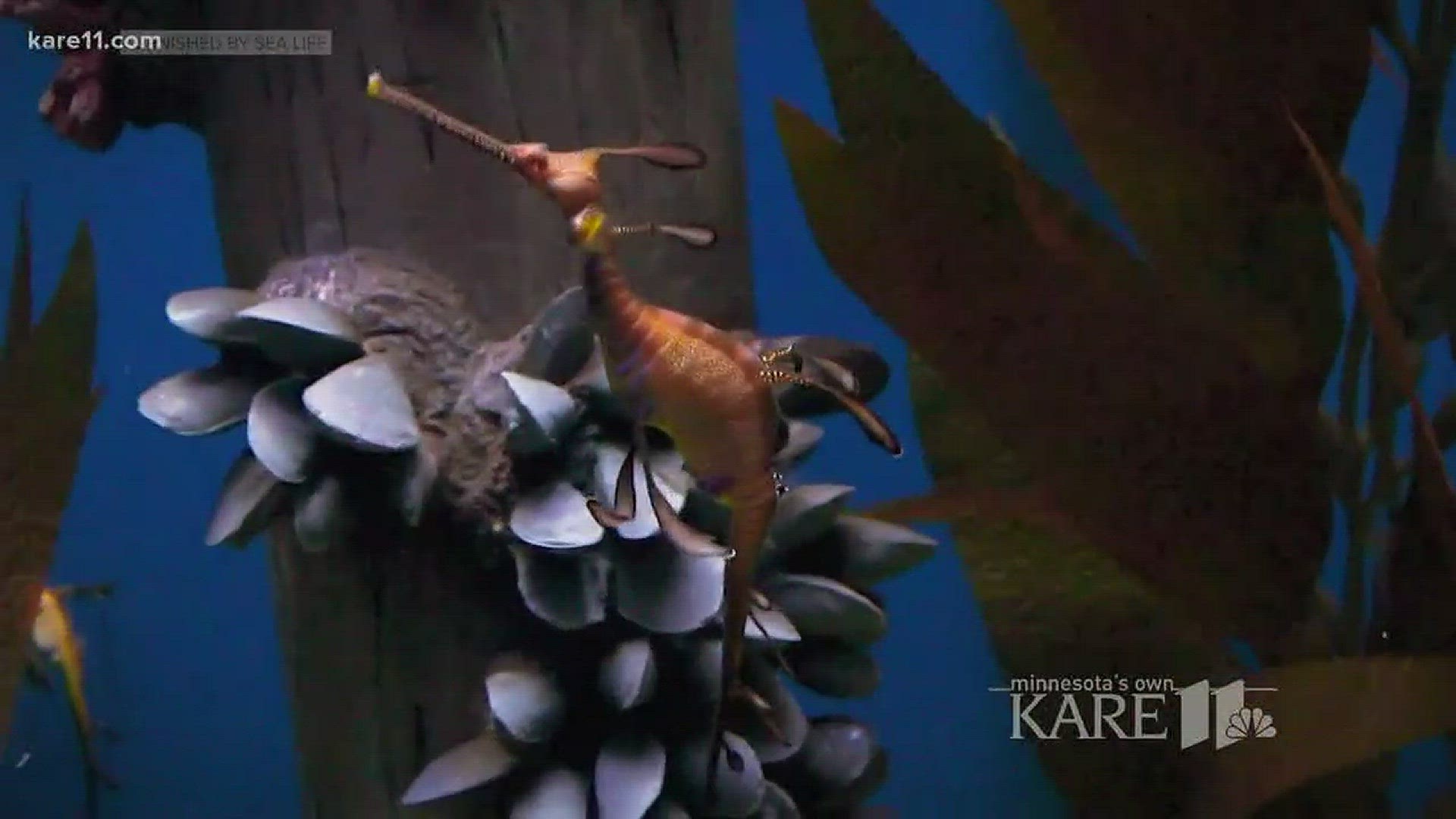Lovers of underwater life have something to look forward to this Friday, as an interactive exhibit featuring the weedy sea dragon comes to Sea Life MN at Mall of America.