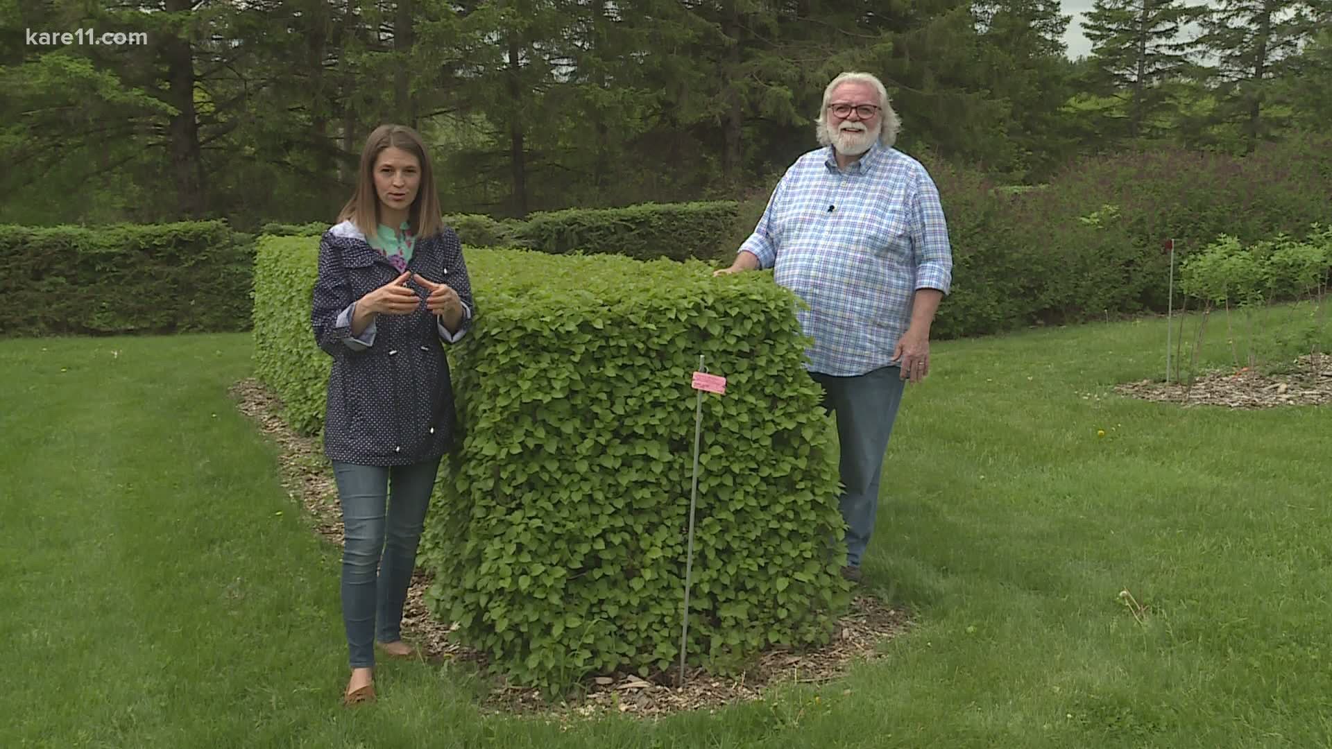 Whether it's for privacy or to define a space, a good hedge can look amazing. Bobby and Laura have a few favorites to suggest.