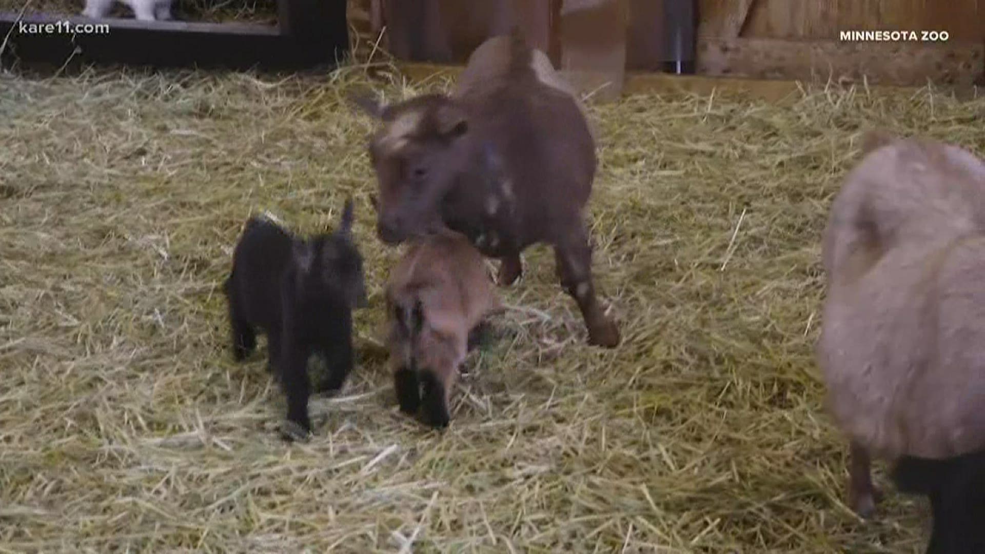 The Minnesota Zoo is moving its annual "Farm Baby" exhibit online this year. Other exhibits also moving online.