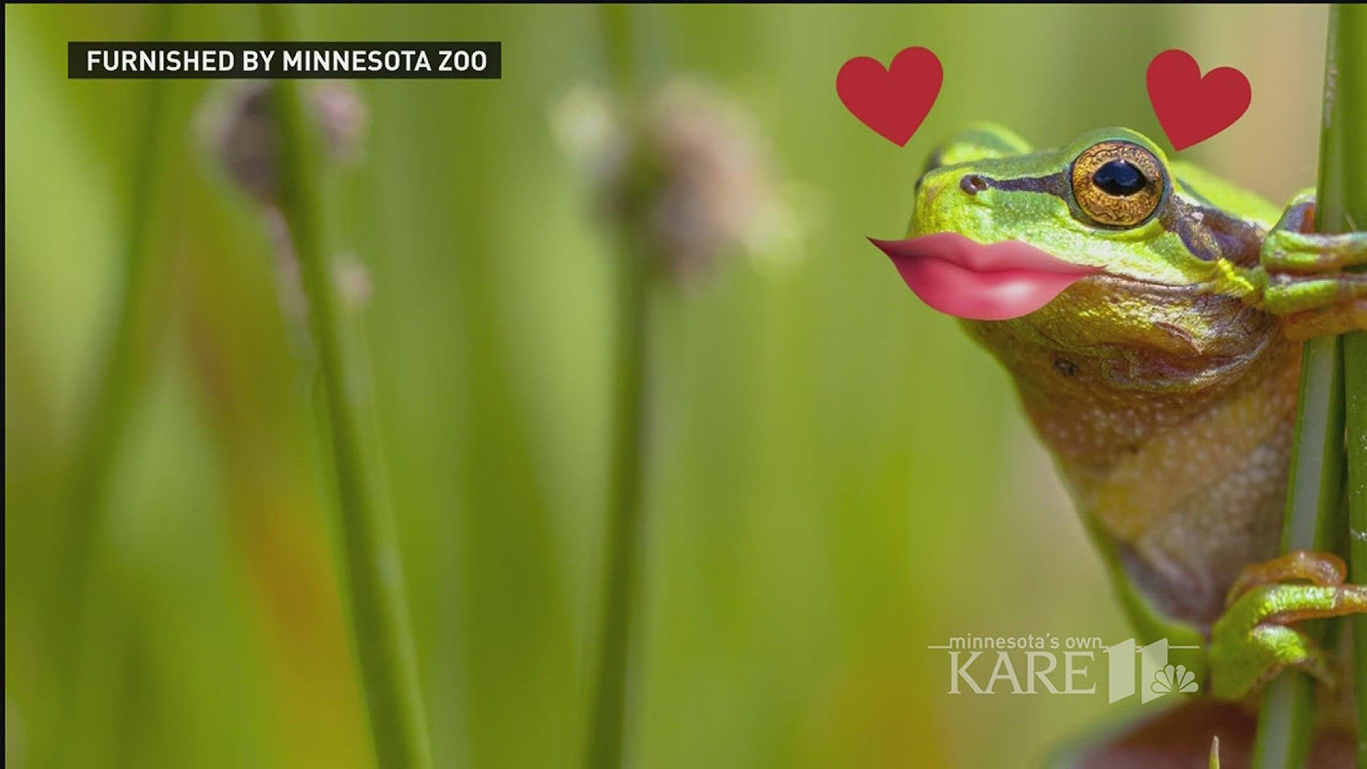Send a virtual frog kiss from MN Zoo
