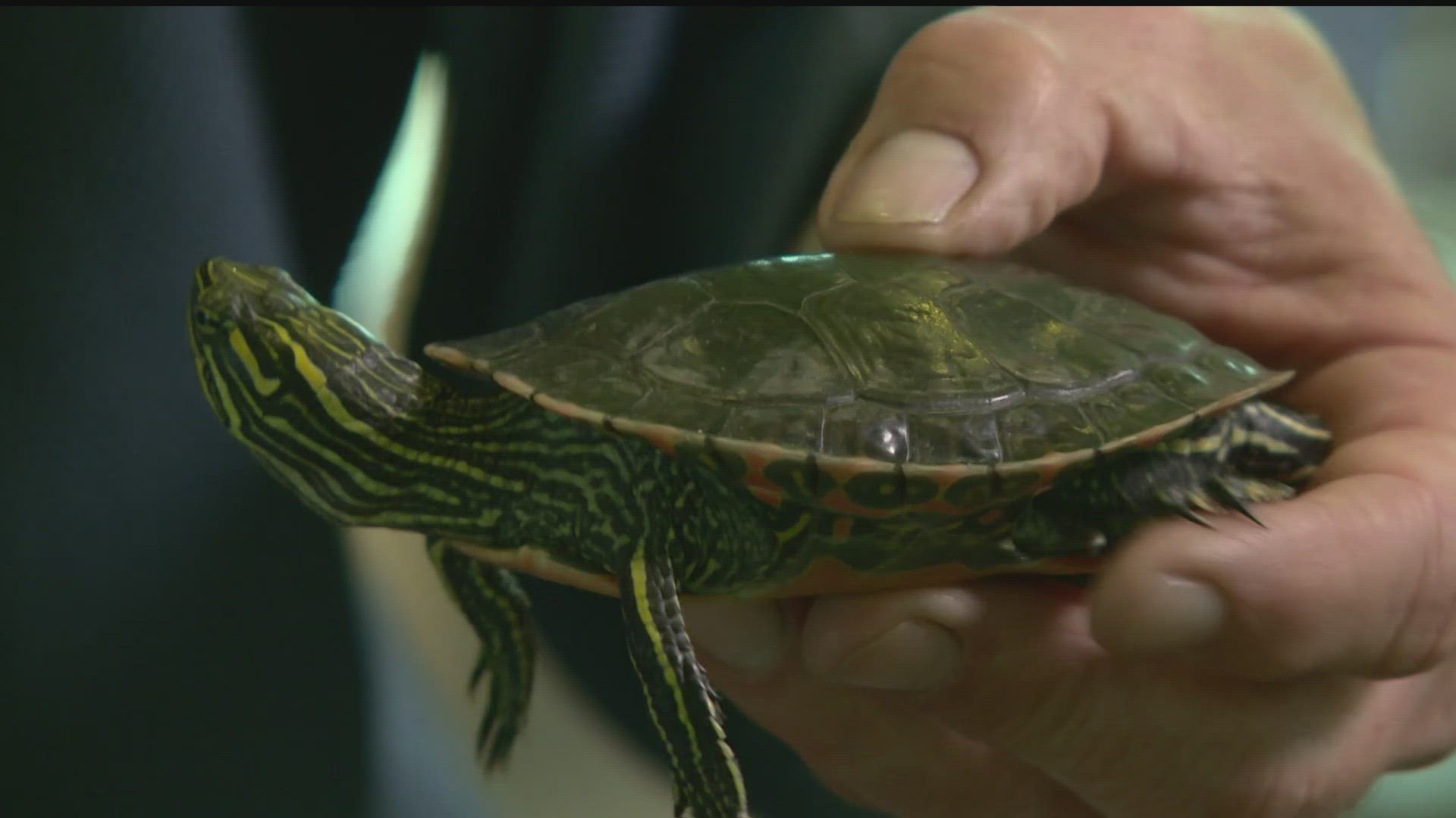 Representative Samantha Vang carried the bill to ban commercial trapping, which claimed thousands of wild painted turtles and snappers every year.