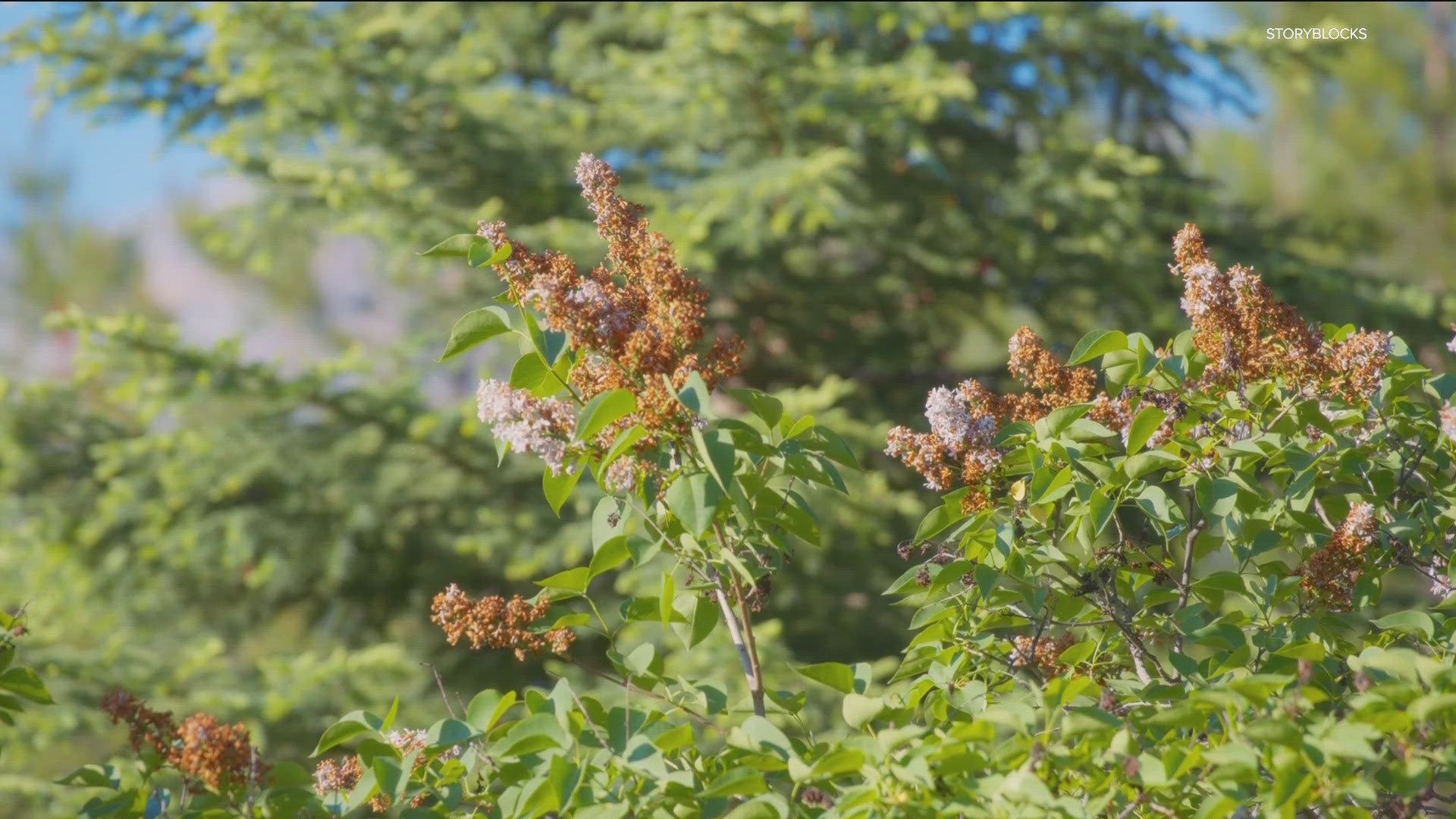 Lilacs are generally healthy plants, but if you notice brown or yellowing leaves it may be a sign of a potentially harmful fungus.