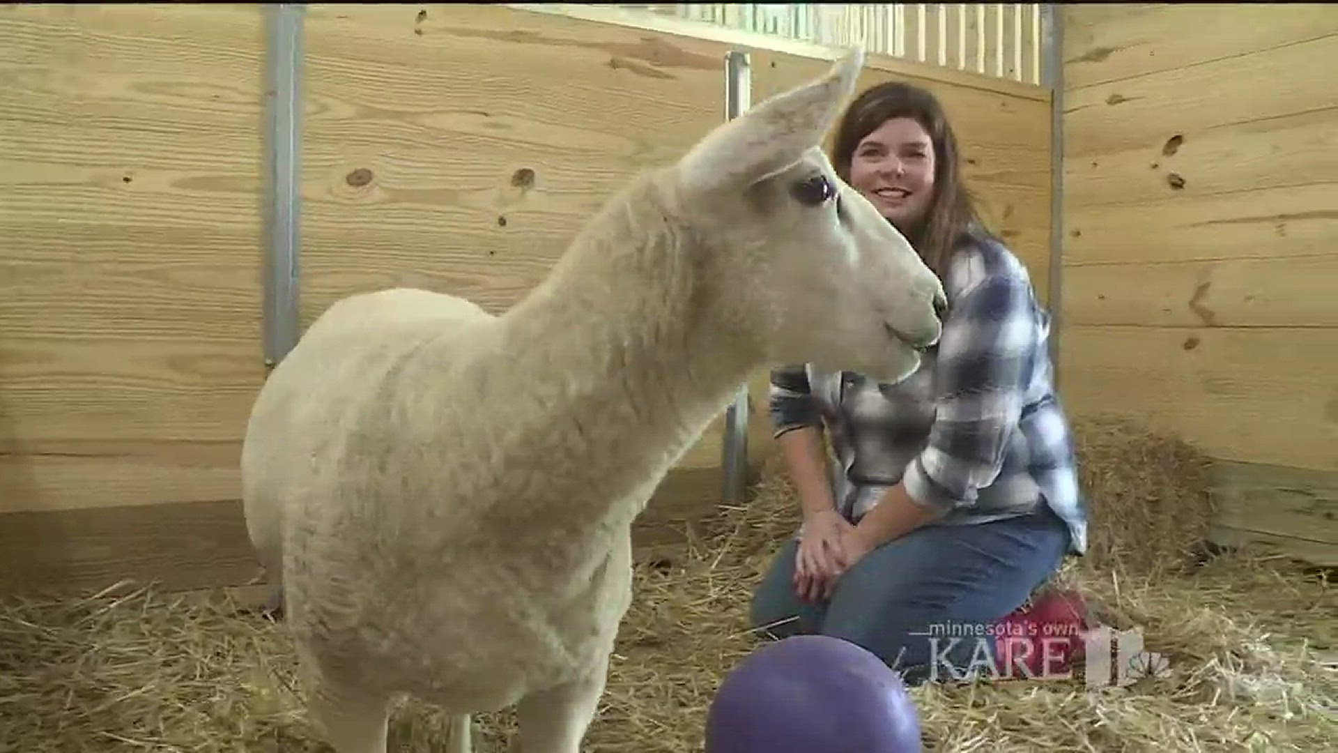 Spring Farm Sactuary holds grand opening party