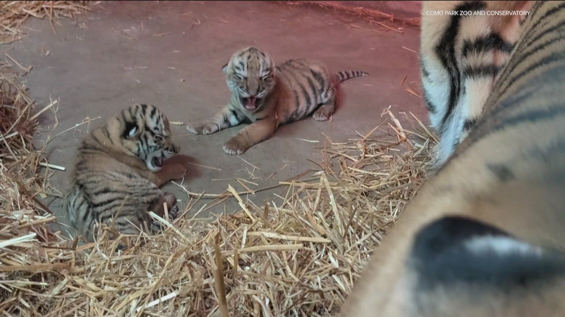 Amur tigers Andrei and Amaliya got to venture outside and feel the grass of their new home under their paws Wednesday for the first time.