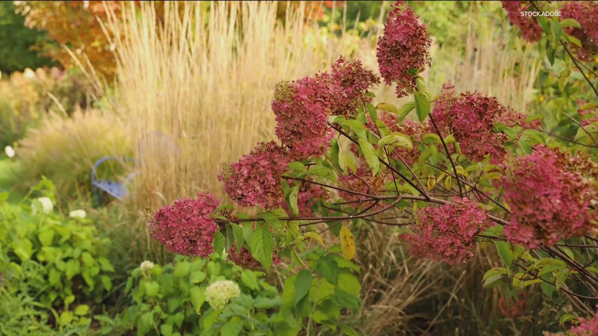 Like many things in your garden or yard, pruning this popular plant will pay dividends by helping them look their best - year after year!