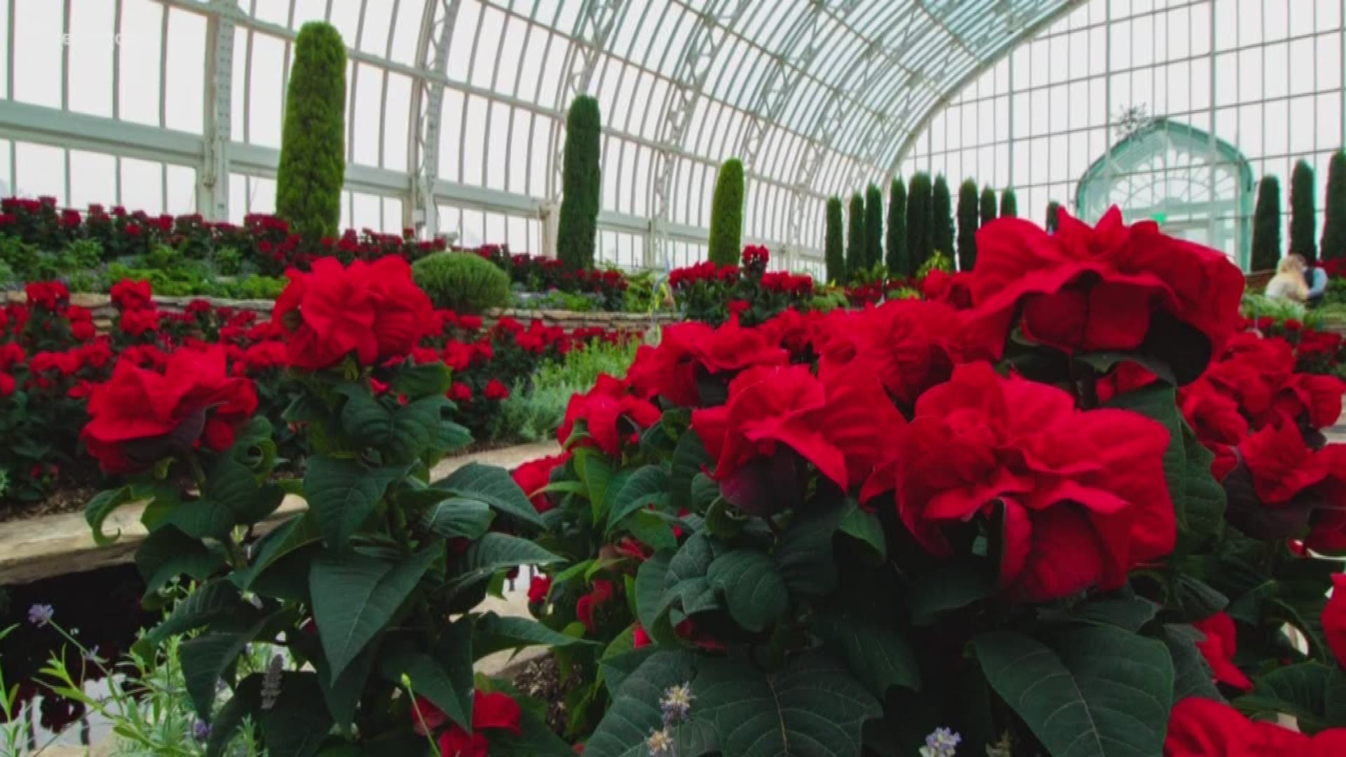 Ellery McCardle visits a conservatory in the winter to see the poinsettias.