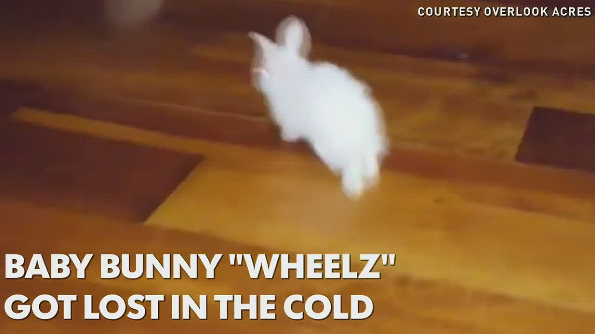 Paralyzed bunny gets homemade wheelchair | kare11.com