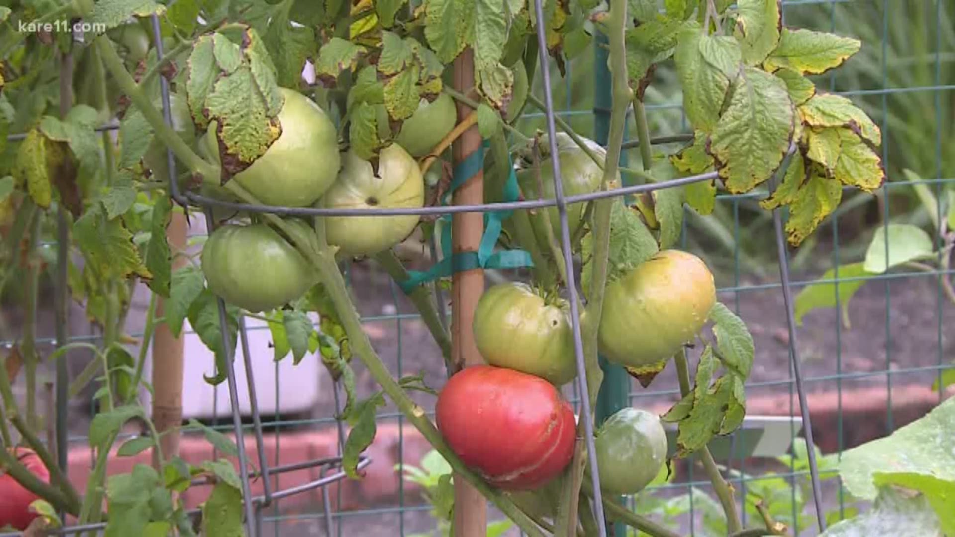 How to ripen them on and off the vine!