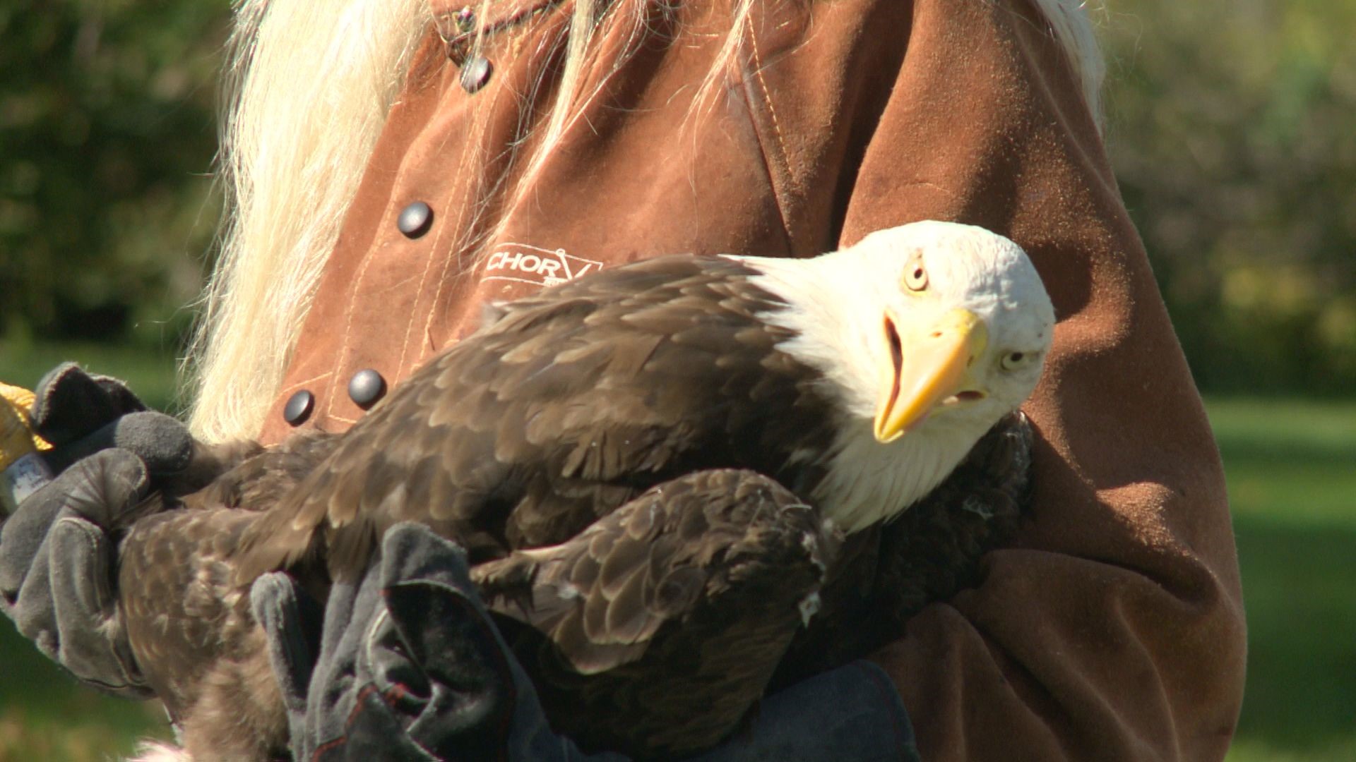 Rescued bald eagle returns to the wild | kare11.com