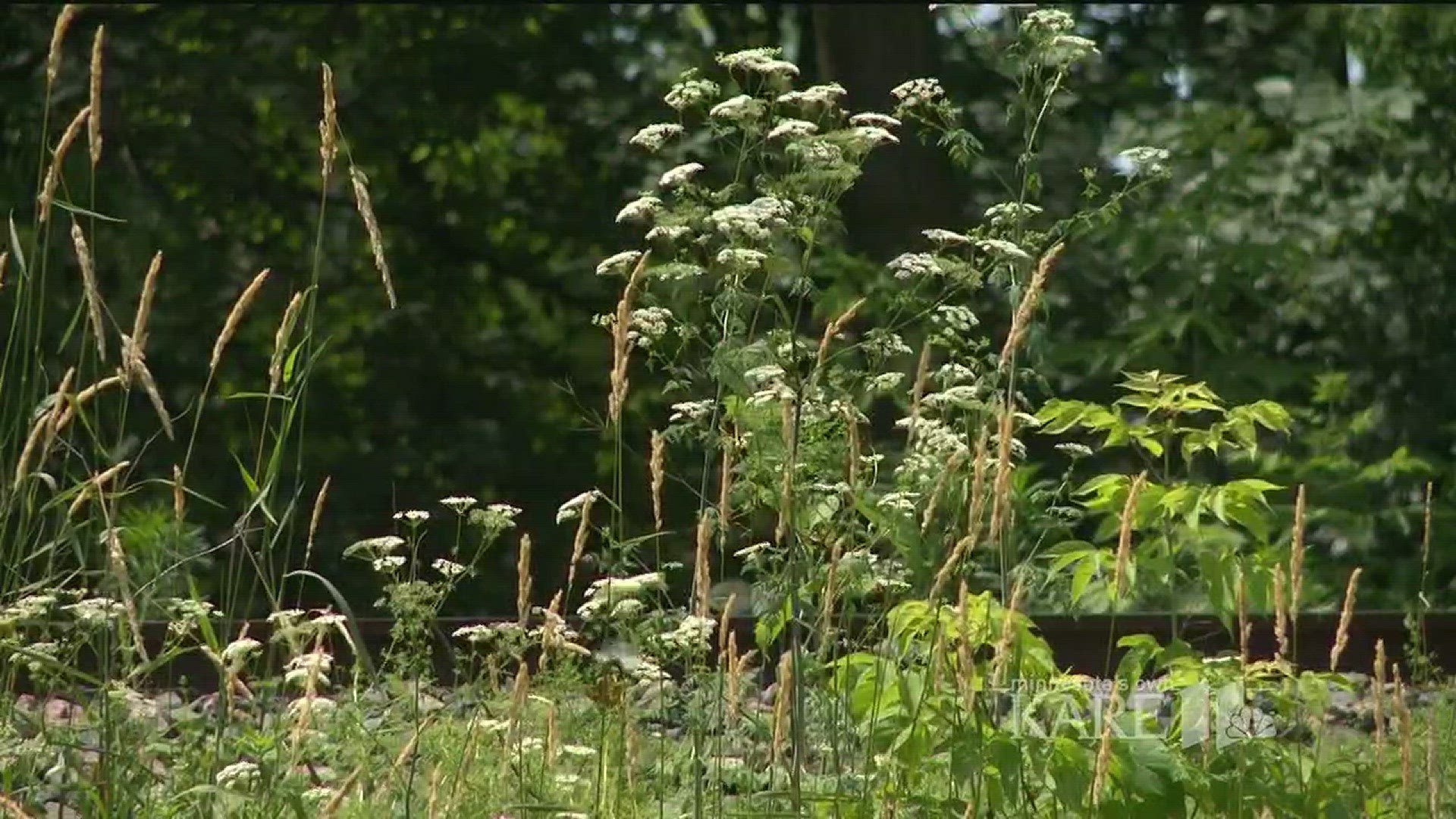 The MN Department of Agriculture is warning residents about the dangers of poison hemlock, a toxic member of the carrot family.