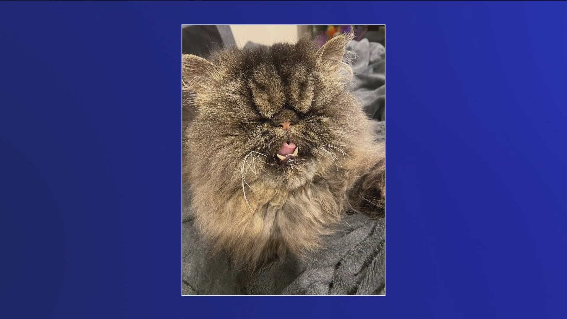 Celebrating anniversaries and animals in Tuesday’s edition of “Your Good News.”