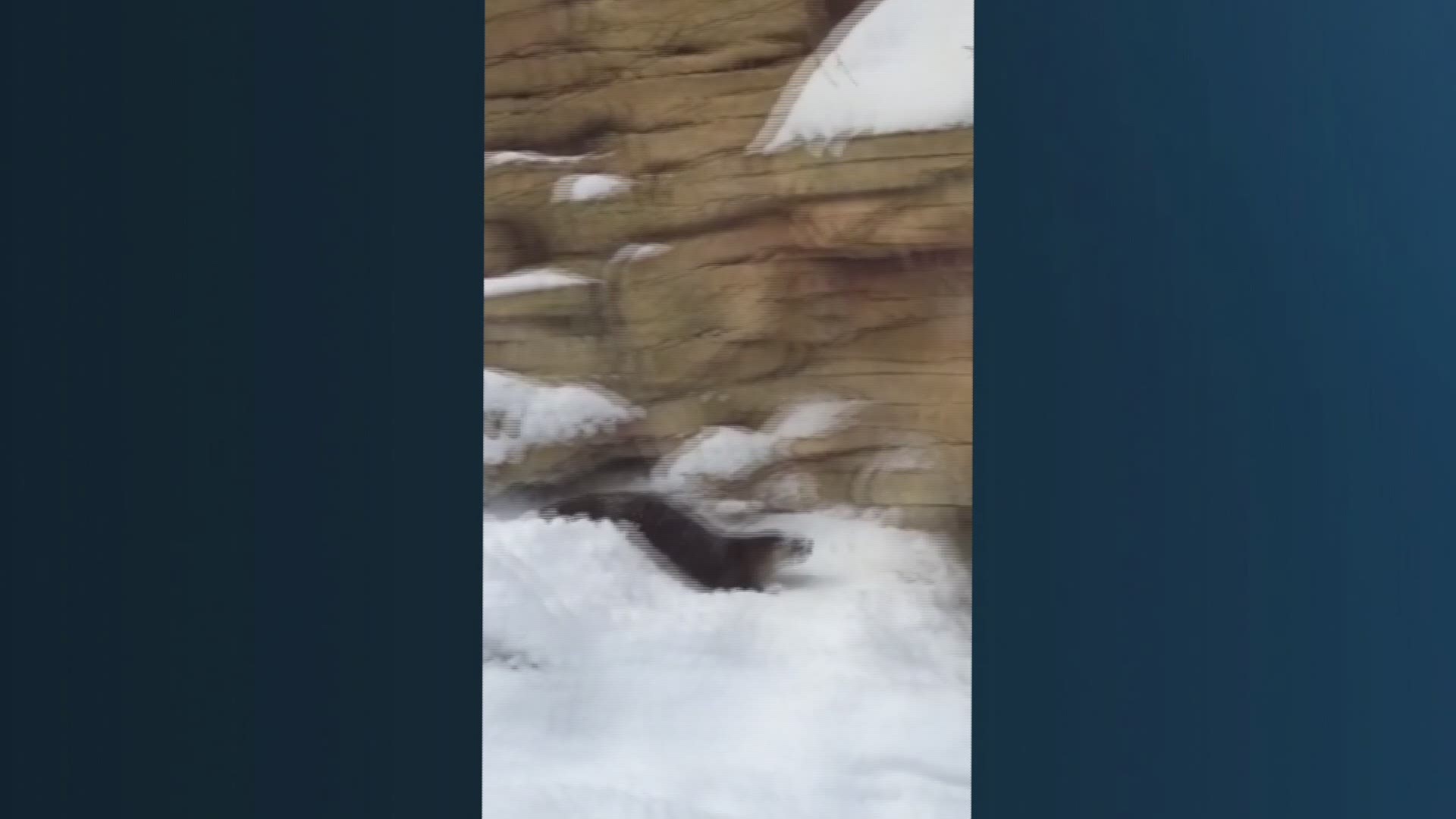 Otter from Minnesota Zoo goes sledding