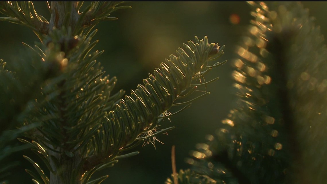 Some Christmas tree farms open more than a week early due to demand