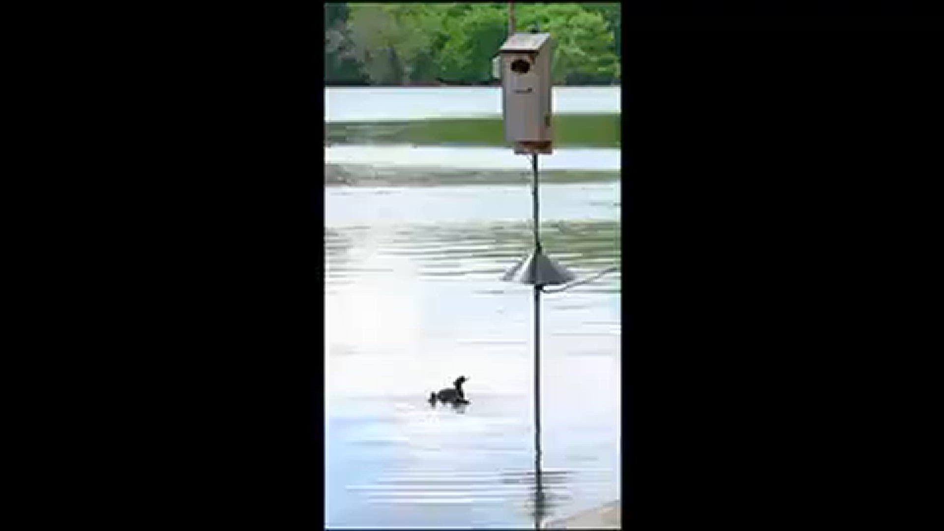 Hooded merganser chicks leaving their nest box
Credit: Steve Furcich