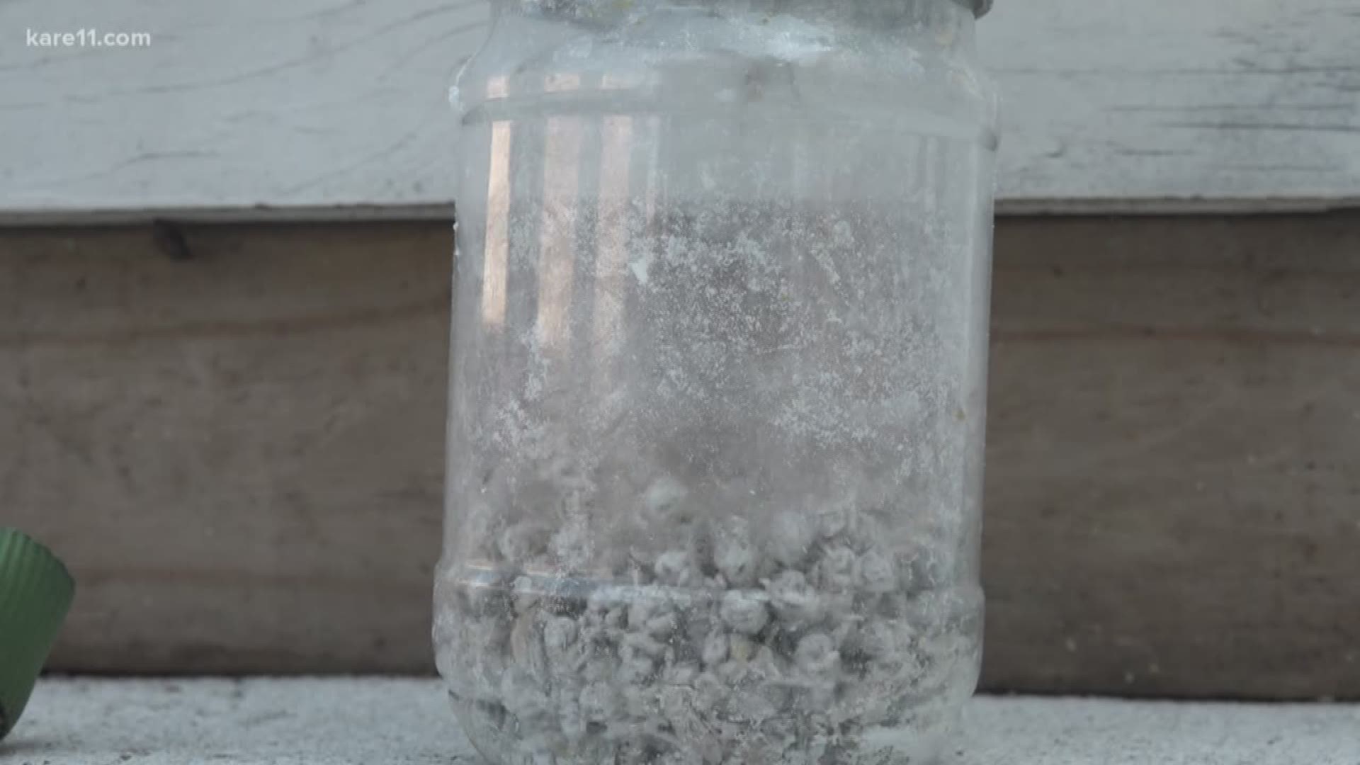 Researchers are looking deep in their rooftop hives for a parasite that can destroy a colony. The test involves gently scooping bees into a jar and coating them with powdered sugar, which causes the parasite to detach. https://kare11.tv/2QkXwLV
