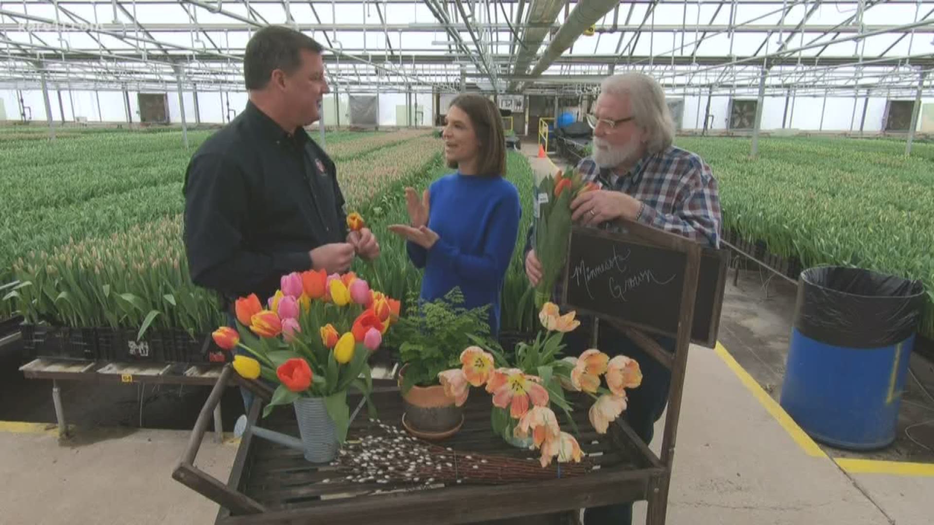 Automation allows Len Busch Roses to grow millions of tulips in Minnesota. They gave us a fantastic tip for after you bring home a bunch.