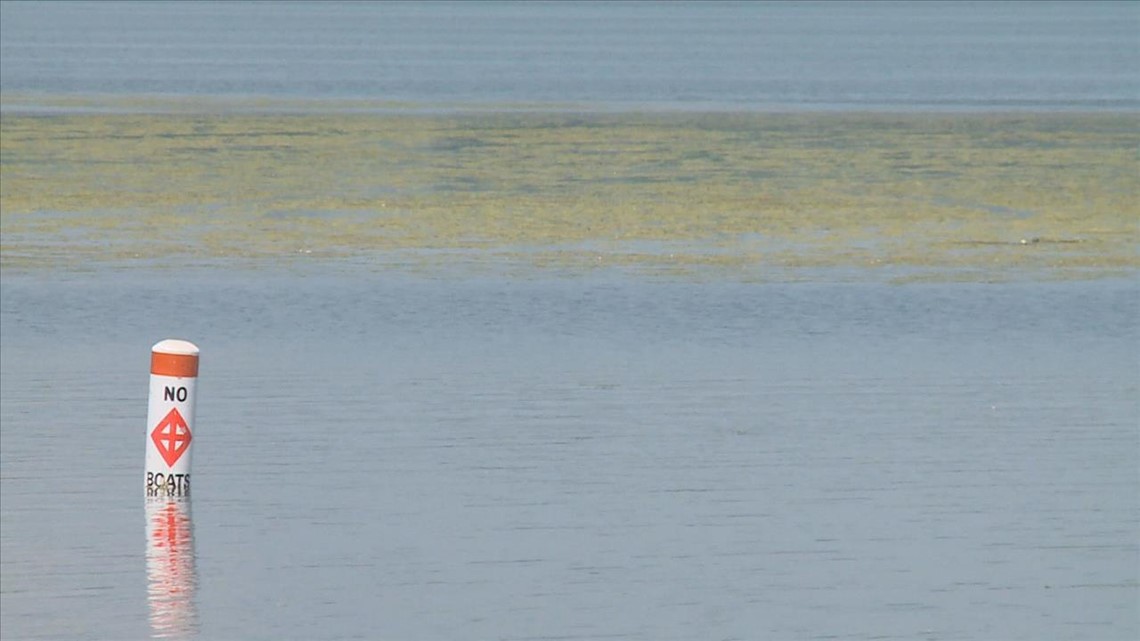 Bluegreen algae blooms found in 3 Minneapolis lakes