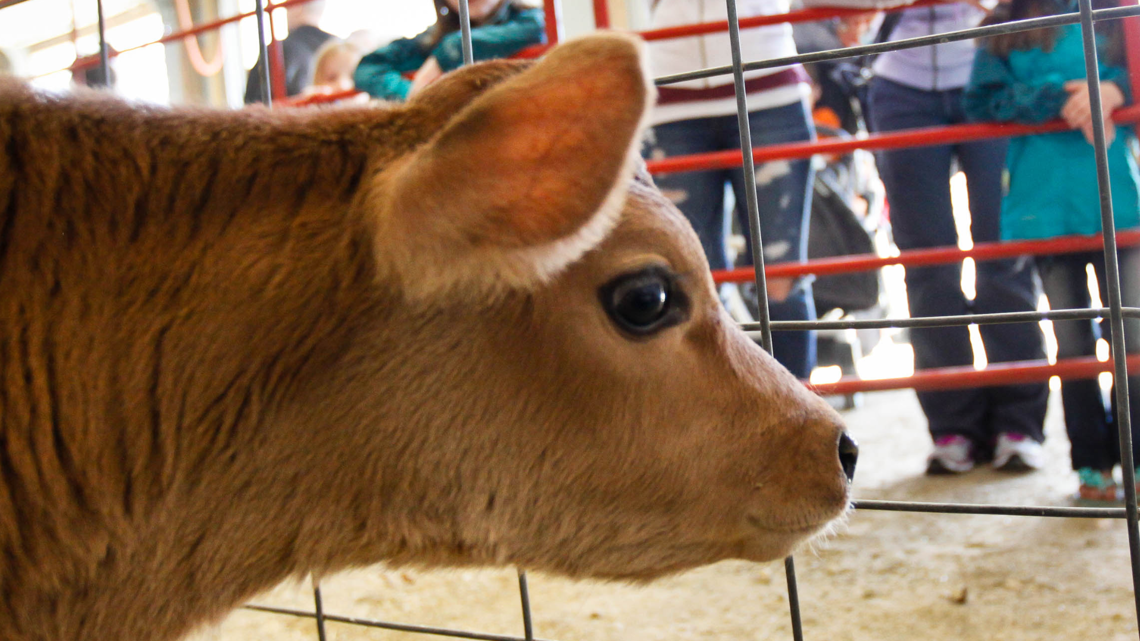 Meet the MN Zoo farm babies virtually