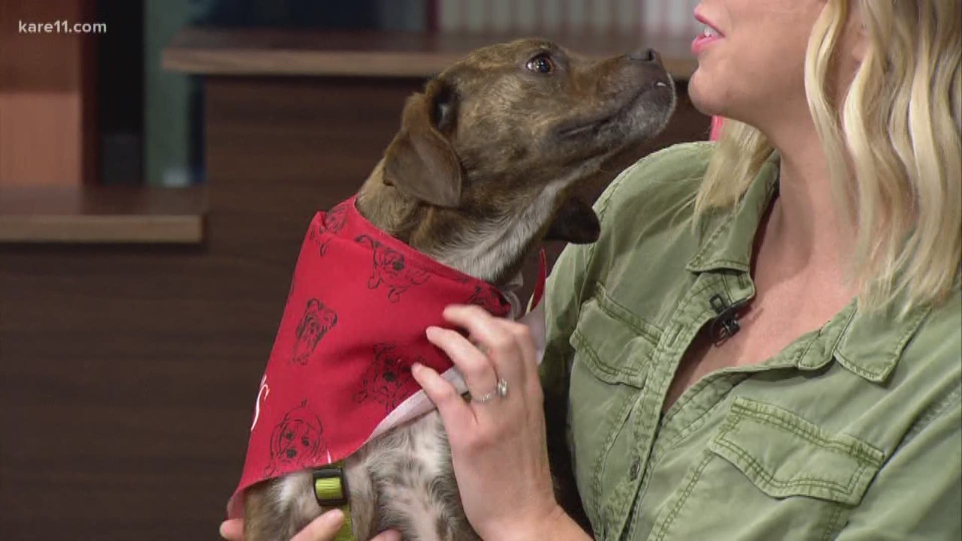 Second Hand Hounds is a Minnetonka-based organization that exists to find shelter animals their forever homes.