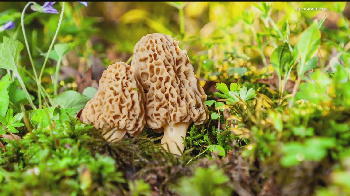 Grow with KARE: Foraging for morel mushrooms