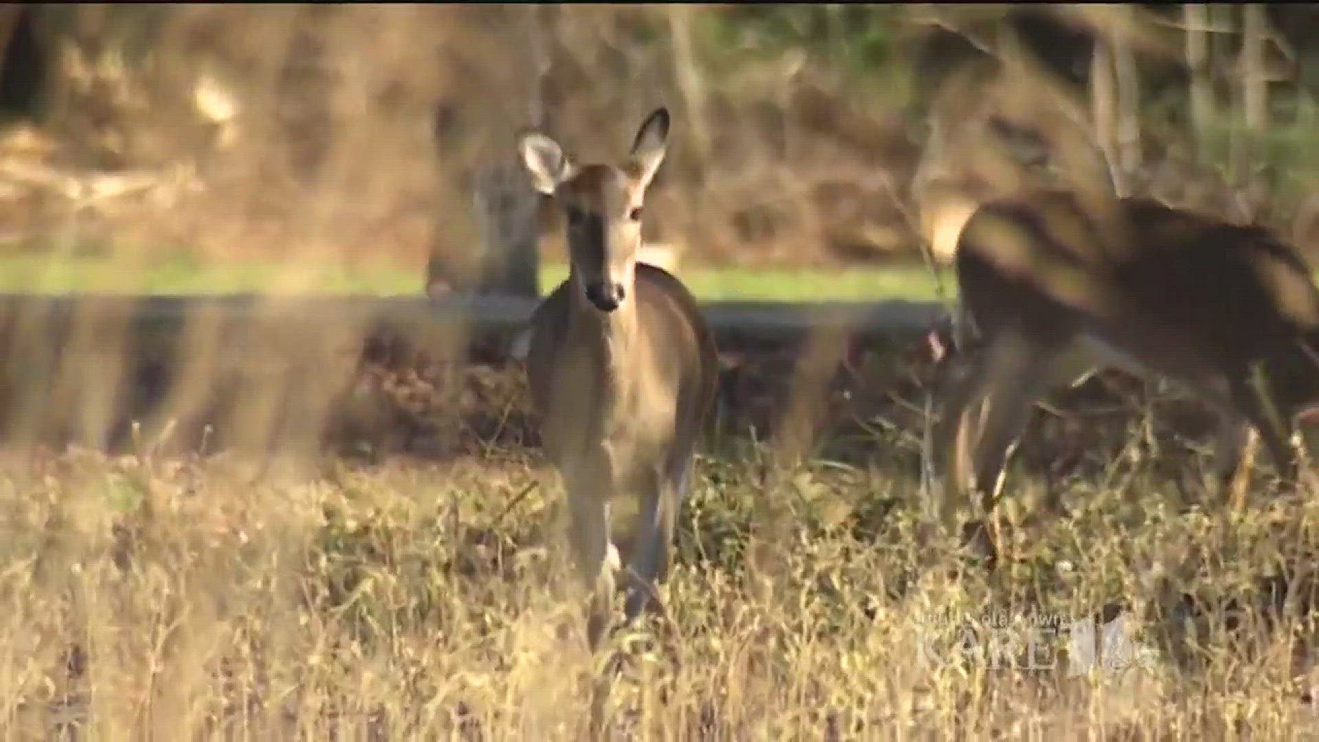 Third deer in MN infected with CWD