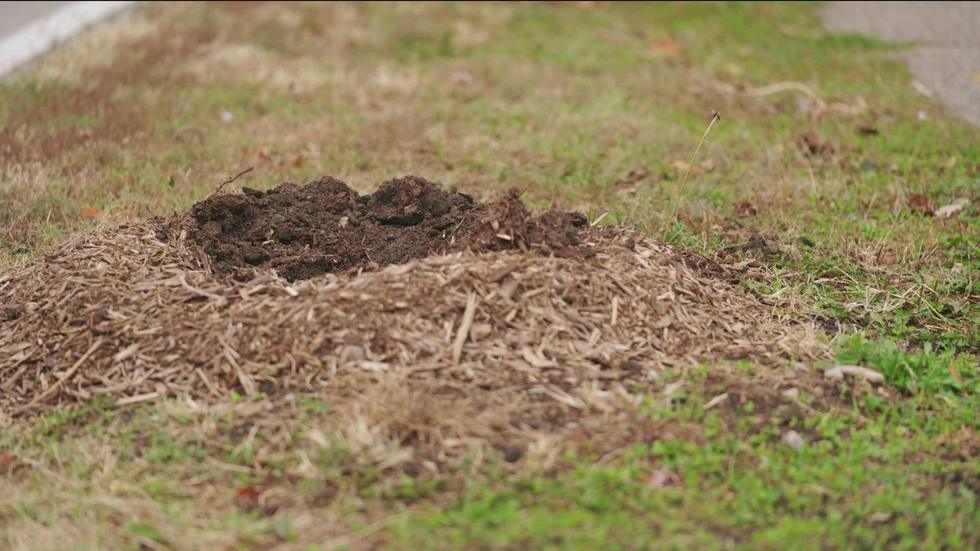 The trees were planted by local high school students over MEA break.