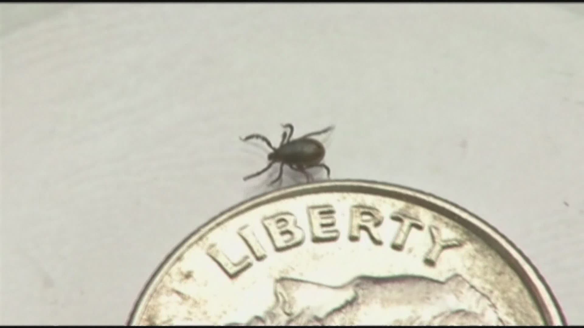 Mosquitoes get the attention, but experts warn of ticks Memorial Day weekend