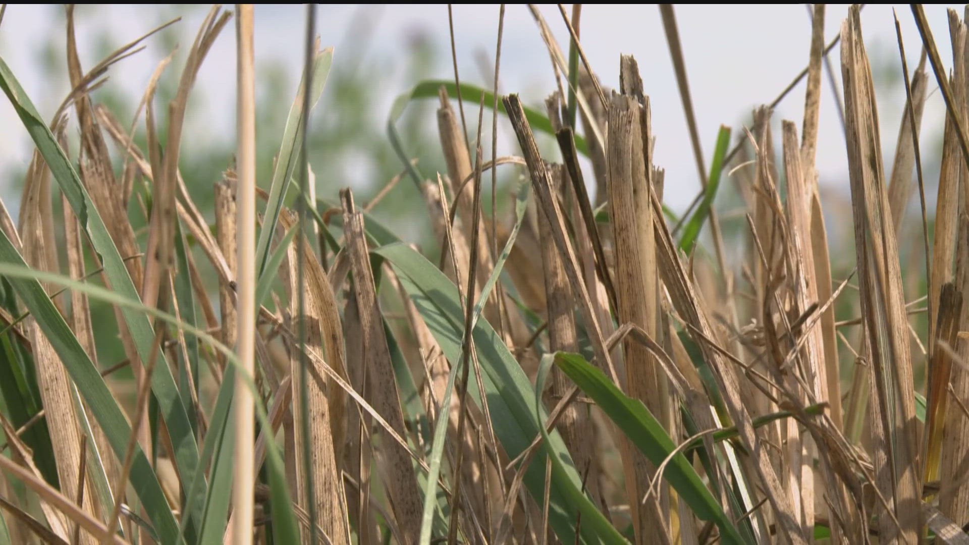 Experts say the drought is having a big impact on hay prices and animal feed.