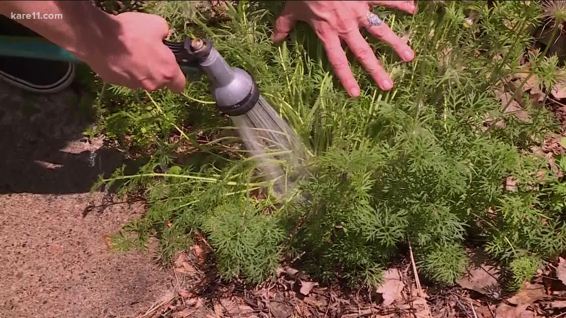 Watering is oh so important for gardeners and a few simple tricks and guidelines will make sure your flowers, veggies and lawn are getting enough.