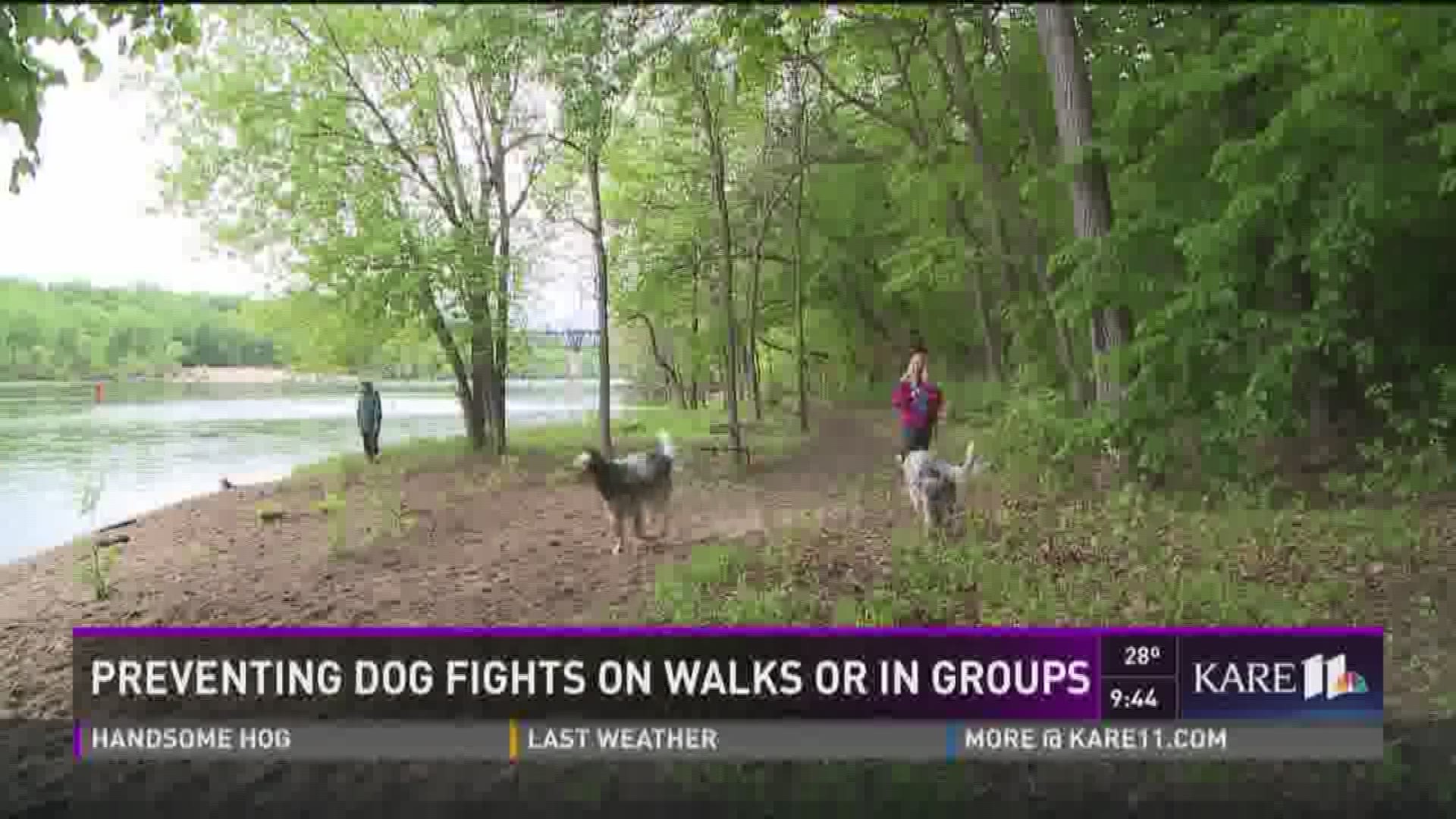 Preventing dog fights