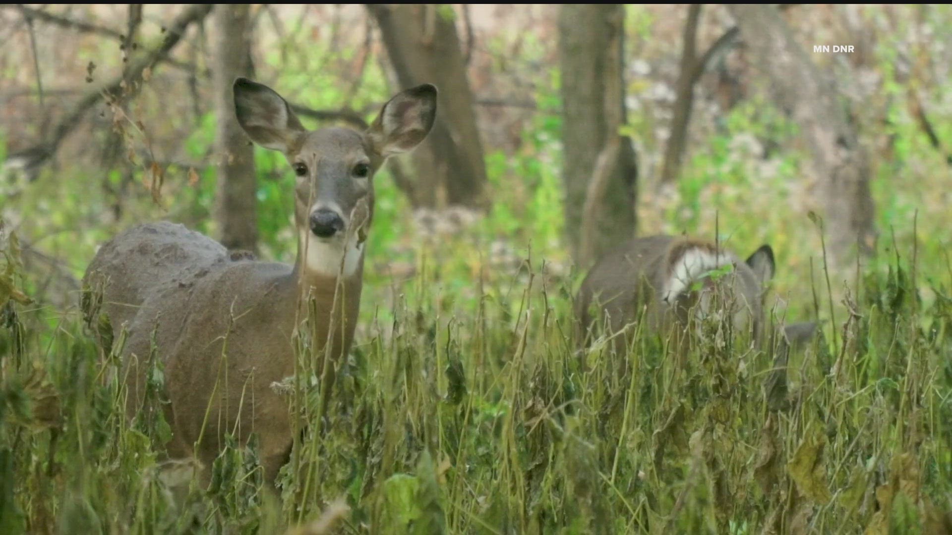 The DNR is asking deer hunters to become volunteer researchers by providing information about the animals they see during their hunts.