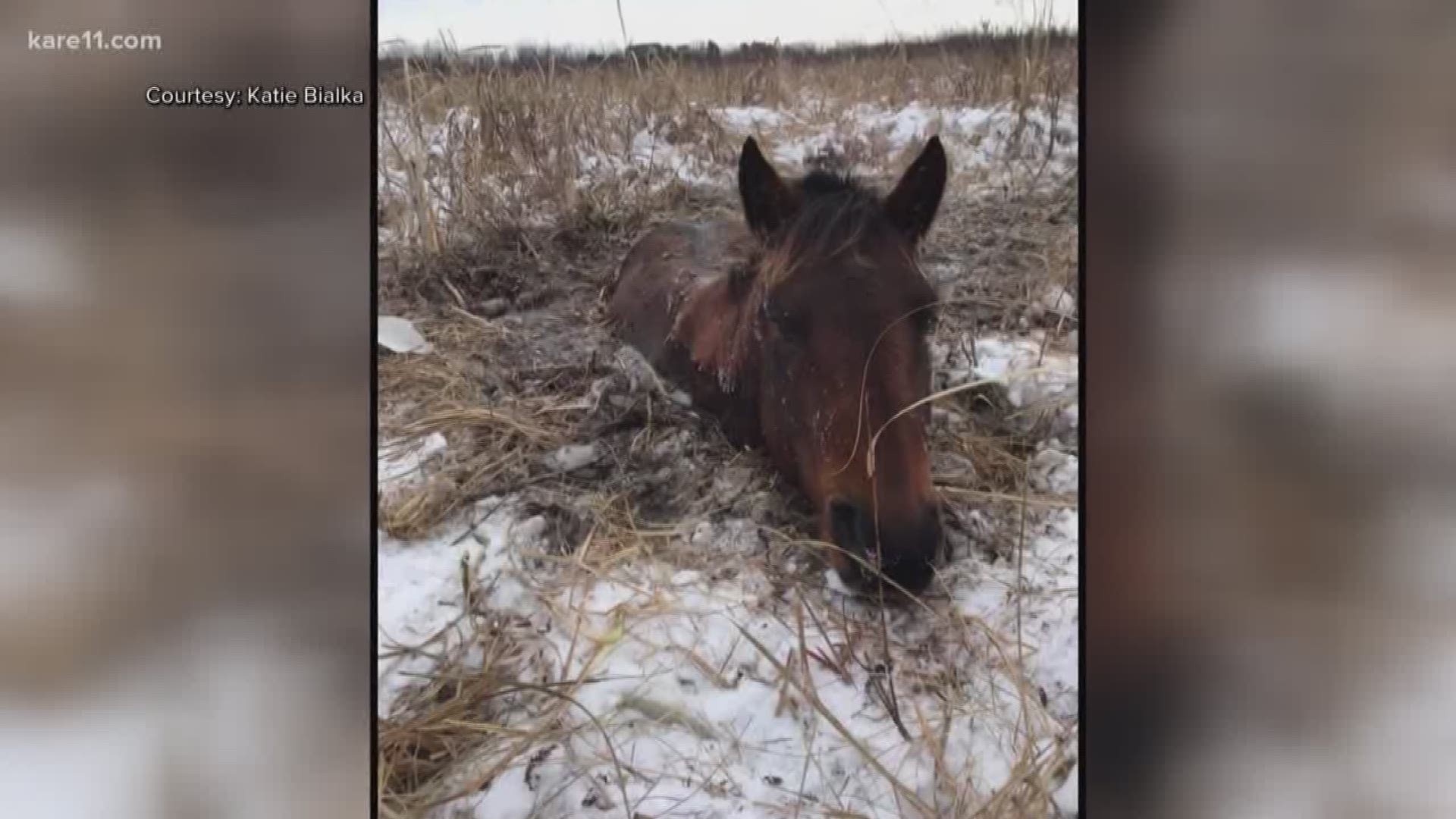The January thaw made the ice covering the bog weak, and the horse ended up falling through.