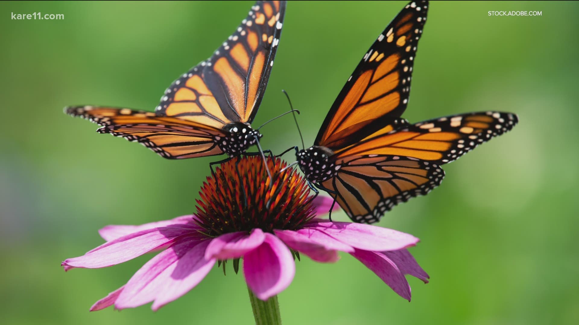 Each shape is suited to different pollinators like honey bees, bumble bees, hummingbirds or butterflies.